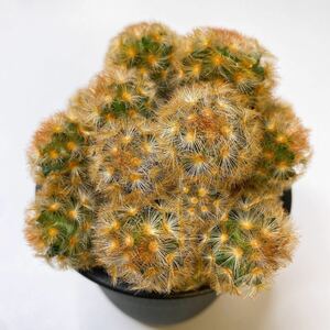 多肉植物 サボテン マミラリア・カルメナエ 子株沢山 実生　Mammillaria carmenae