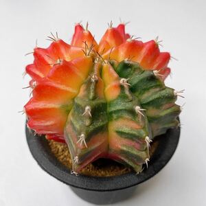 多肉植物 サボテン　ギムノカリキウム・ミハノビッチ錦　斑入り実生 Gymnocalycium mihanovichii variegata 