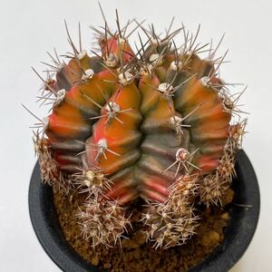 ルートビール！サボテン　ギムノカリキウム・ミハノビッチ錦　斑入り 子株沢山 Gymnocalycium Mihanovichii Variegata 'ROOTBEER'