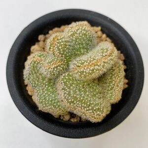 多肉植物　サボテン エキノプシス・カマエケレウス 白檀綴化　Echinopsis chamaecereus cristata 旧Chamaecereus silvestrii cristata