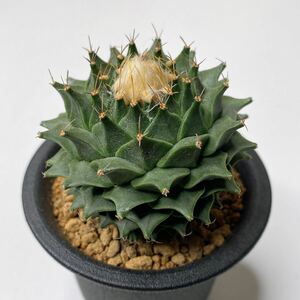 一属一種！多肉植物 サボテン オブレゴニア・デニグリー 帝冠 実生　Obregonia denegrii 