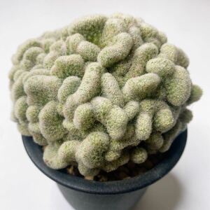 Mammillaria Perbella Cristata ！ブレインカクタス！多肉植物 サボテン マミラリア 大福丸綴化 自根発根済み