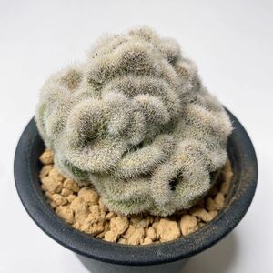 Mammillaria geminispina cristata ！ブレインカクタス！多肉植物 サボテン マミラリア・ゲミニスピナ 白神丸綴化 自根発根済み