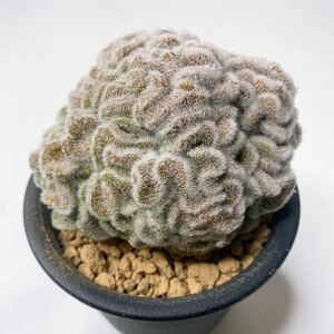 Mammillaria compressa cv. yokan cristata ！レア希少！ブレインカクタス！多肉植物 サボテン　マミラリア・コンプレッサ　ヨカン