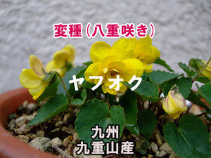 【変種】 八重咲きキスミレ 2ポット 九州九重山産 山野草 高山植物 E