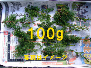 シンパク 挿し木用 剪定ガラ 100g 小枝 真柏 盆栽 苗 C