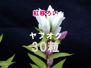 白花エゾリンドウ (紅移ろい) 種子 30粒 山野草