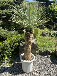 1m43cm futoshi stock yucca Lost la-ta departure root enduring cold .-15 Driger ten ground .. symbol tree Yucca gardening garden 