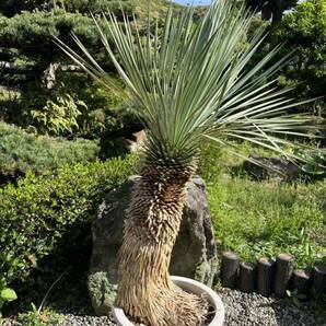 曲がり 極太 1m27cm ユッカ ロストラータ 発根 耐寒性-15 ドライガーデン 地植え シンボルツリー Yucca ガーデニング 庭の画像4