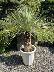  futoshi stock yucca Lost la-ta departure root enduring cold .-15 Driger ten ground .. symbol tree Yucca gardening garden 