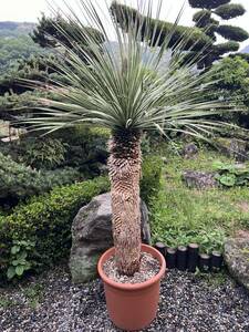 Цветочные почки 1m77cm tarchi yucca Lostlata из корня корни -15 сушилка Denni