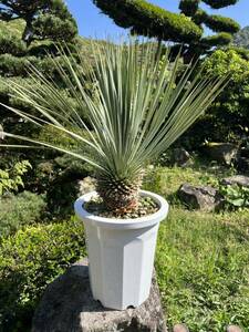  futoshi stock yucca Lost la-ta departure root enduring cold .-15 Driger ten ground .. symbol tree Yucca gardening garden 