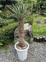 ユッカ フィリフェラ 耐寒性ー15 ドライガーデン 地植え シンボルツリー　ガーデニング Yucca 庭　希少　発根　新葉　レア_画像3