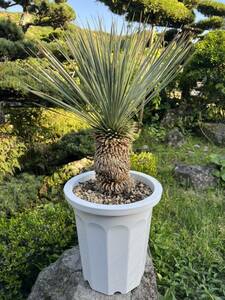  futoshi stock yucca Lost la-ta departure root enduring cold .-15 Driger ten ground .. symbol tree Yucca gardening 