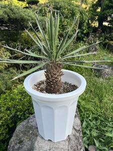  yucca filifela enduring cold .-15 Driger ten ground .. symbol tree gardening Yucca garden rare departure root new leaf rare 