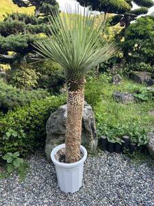 1m42cm yucca Lost la-ta departure root enduring cold .-15 Driger ten ground .. symbol tree Yucca gardening garden 