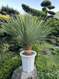  very thick yucca Lost la-ta departure root enduring cold .-15 Driger ten ground .. symbol tree Yucca gardening 