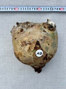 キフォステンマ ウター マクロプスCyphostemma uter var.macropus 抜き苗 塊根植物