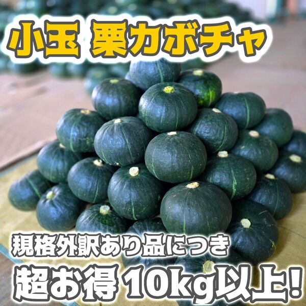 【規格外野菜で超お得】石垣島産 小玉栗かぼちゃ 14個入り(10キロ以上)送料込