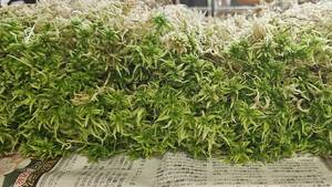 悠々蘭舎　天然ミズゴケ化粧巻用（２３ｃｍ）生ミズゴケです。　富貴蘭　長生蘭　エビネ　万年青　ビカクシダなどの植え込み材料　
