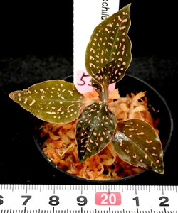 洋蘭原種 (552) 希少種　Microchilus tridax ミクロキラス　トリダックス