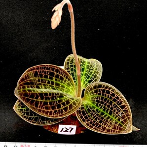 洋蘭原種 (127) 花芽付き Dossinia marmorata 'Giant' ドッシニア マルモラータ ’ジャイアント’の画像2
