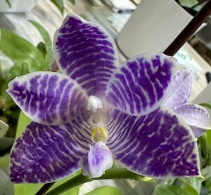 洋蘭 (016) 新入荷　とても綺麗な花が咲き始めています。Phal. (YangYang Blue Flash x YangYang Blue Surprise)　(Sib)