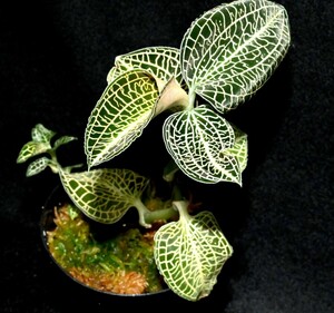 洋蘭 (624) 綺麗です　Anoectochilus 'Emerald Gold' (siamensis x sp. from Vietnam)