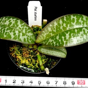 洋蘭原種 (659) 葉の綺麗な胡蝶蘭。Phal. stuartiana （SIb) ファレノプシス スチュアーティアナの画像3