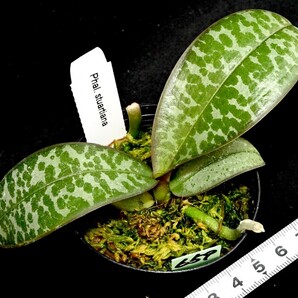 洋蘭原種 (659) 葉の綺麗な胡蝶蘭。Phal. stuartiana （SIb) ファレノプシス スチュアーティアナの画像5