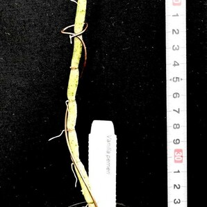 洋蘭原種 (154) 珍種入荷、リーフレスバニラ 良株です。 Vanilla perrier バニラ ペリエリーの画像1