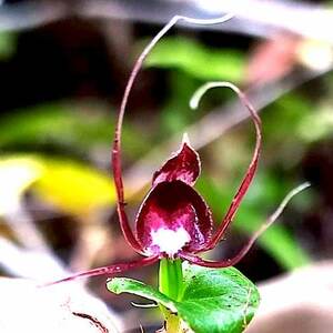 洋蘭原種 (183) アチェのコリバス　Corybas spp. Aceh 2 コリバス　spp アチェ２