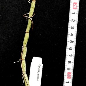 洋蘭原種 (154) 珍種入荷、リーフレスバニラ 良株です。 Vanilla perrier バニラ ペリエリーの画像3