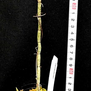 洋蘭原種 (154) 珍種入荷、リーフレスバニラ 良株です。 Vanilla perrier バニラ ペリエリーの画像4