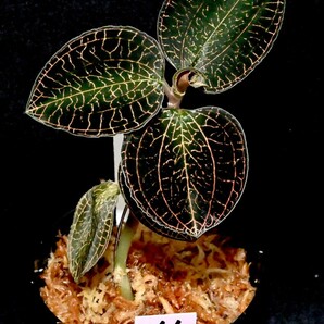 洋蘭原種 (151) Anoectochilus roxburghii hayata 'Thick Stem Large Leaves' アネクトキラス ロクスバーギー ハヤタの画像2
