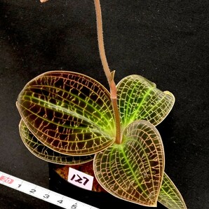 洋蘭原種 (127) 花芽付き Dossinia marmorata 'Giant' ドッシニア マルモラータ ’ジャイアント’の画像4