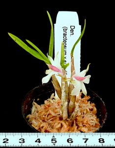 洋蘭 (224) New Hybrid Den. (bracteosum x subuliferum) デンドロビューム (ブラクテオサム x スブリフェラム）