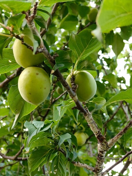 無農薬　青梅　約１kg　家庭菜園　茨城県産