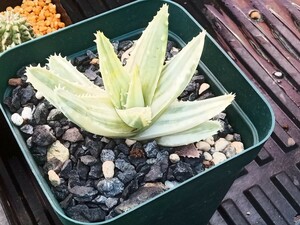 **[.... . shop ] aloe . dragon mountain . blur bifo rear .**