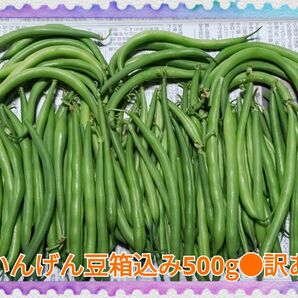 農家直送の朝採れ野菜いんげん豆箱込み500g●訳あり野菜