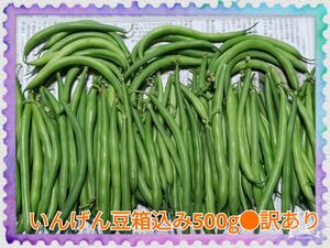 農家直送の朝採れ野菜いんげん豆箱込み500g●訳あり野菜