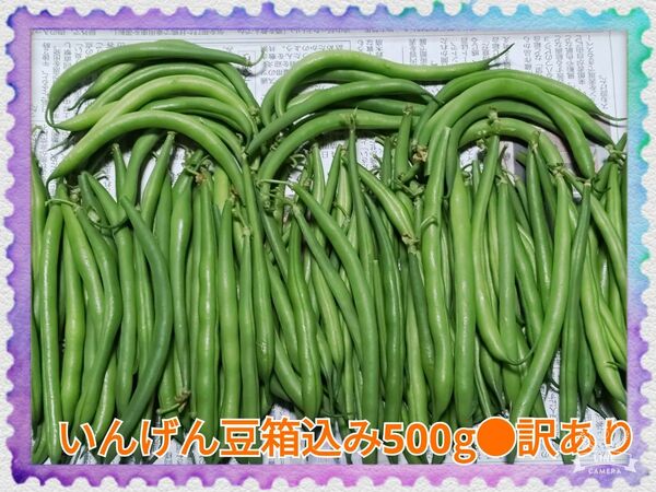 農家直送の朝採れ野菜いんげん豆箱込み500g●訳あり野菜