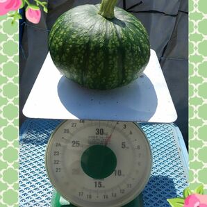 農家直送の5月20収穫野菜●かぼちゃ箱込み5～6kg