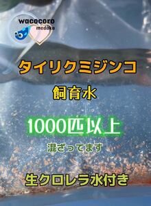 ☆タイリクミジンコ飼育水1000匹以上混ざってます☆生クロレラ水付き☆即決999円!!タマミジンコより培養簡単♪