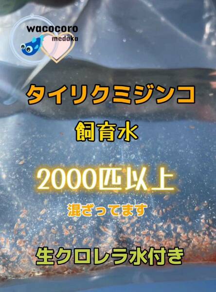 即決1390円☆タイリクミジンコ飼育水2000匹混ざってます☆生クロレラ水付☆タマミジンコより培養簡単♪