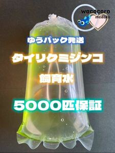 即決3333円!! ☆タイリクミジンコ飼育水1500ml以上(5000匹相当補償)☆タマミジンコより培養簡単♪