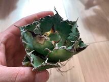 ★ムチムチ★白鯨★中株★育成株★抜き苗★ボール型★チタノタ titanota agave アガベ _画像6