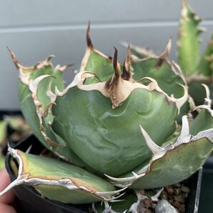 ムチムチ★白鯨★子株★ 抜き苗 チタノタ titanota agave アガベ の画像4