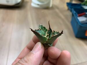 ★シーザー★凱撒★Caesar★陽炎★抜き苗発送★ チタノタ titanota agave アガベ14