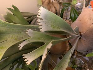 *. guarantee house. .*P.Celso* cell so* original k loan *OC*Platycerium staghorn fern Platycerium 